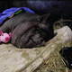 Illustration for article titled Please Meet This Very Good, Very Fat Pig